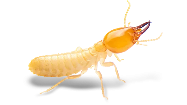 Termite Control BD